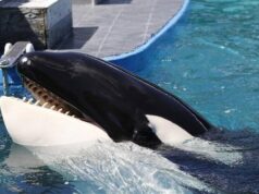 Activistas piden la liberación de la orca Lolita
