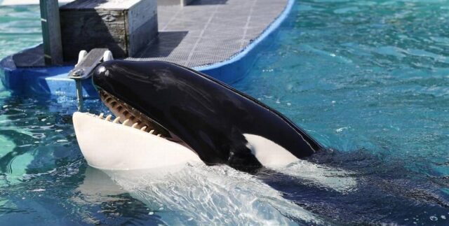 Activistas piden la liberación de la orca Lolita