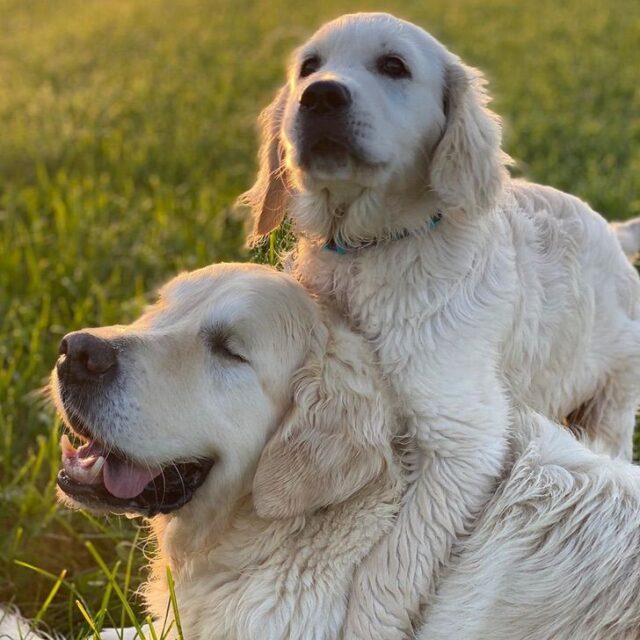 El Sumario - Perro Ciego tiene un amigable Guía de su misma Especie