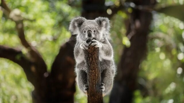 El Sumario - Koalas podrían Aparecer en la Lista de Especies en Peligro de Extinción