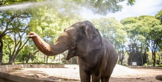 El Sumario - Emotiva Reacción de una Elefante al ver de nuevo a la Persona que la cuidó por 40 años