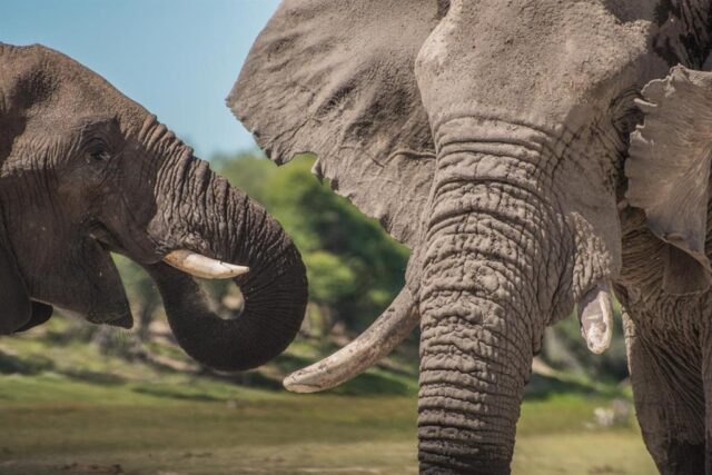 Machos viejos siguen siendo líderes en las sociedades de elefantes