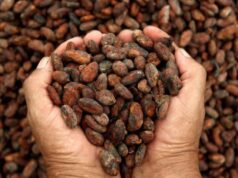 Día Nacional del Cacao venezolano se festeja con Expo Feria Internacional del Cacao