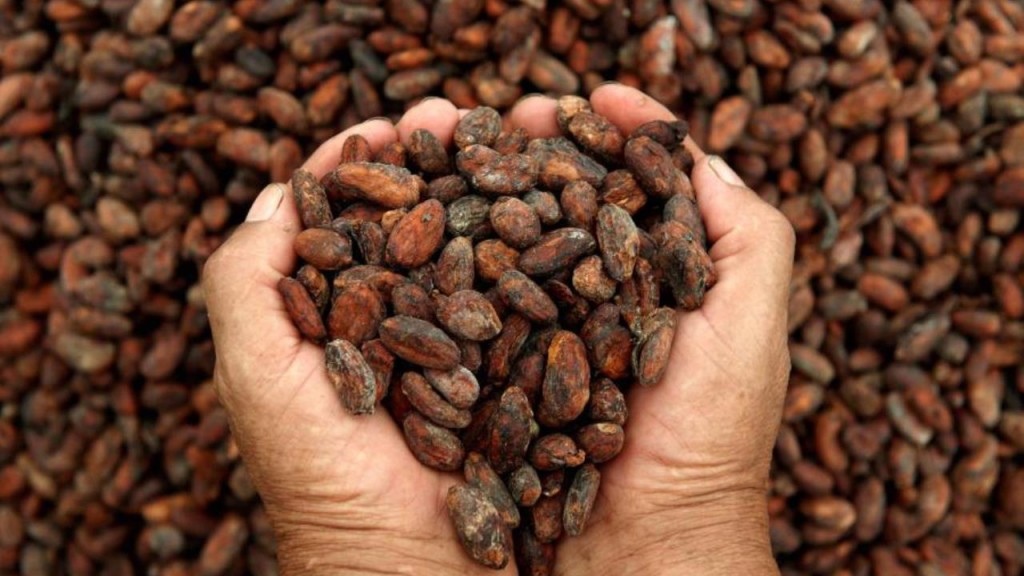 Día Nacional del Cacao venezolano se festeja con Expo Feria Internacional del Cacao