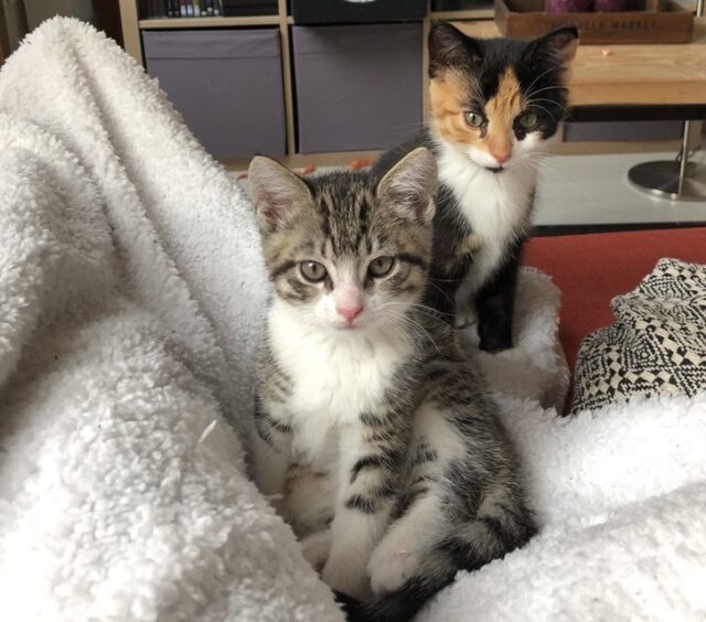 El Sumario - Cuidado y cariño: dueños Construyen habitación en las Alturas para sus Gatitos
