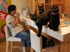 Su dueña, la señora Yagi, tuvo la idea de crear un refugio que sea agradable para las personas, que eventualmente opten por adoptar alguno de los felinos que allí habitan