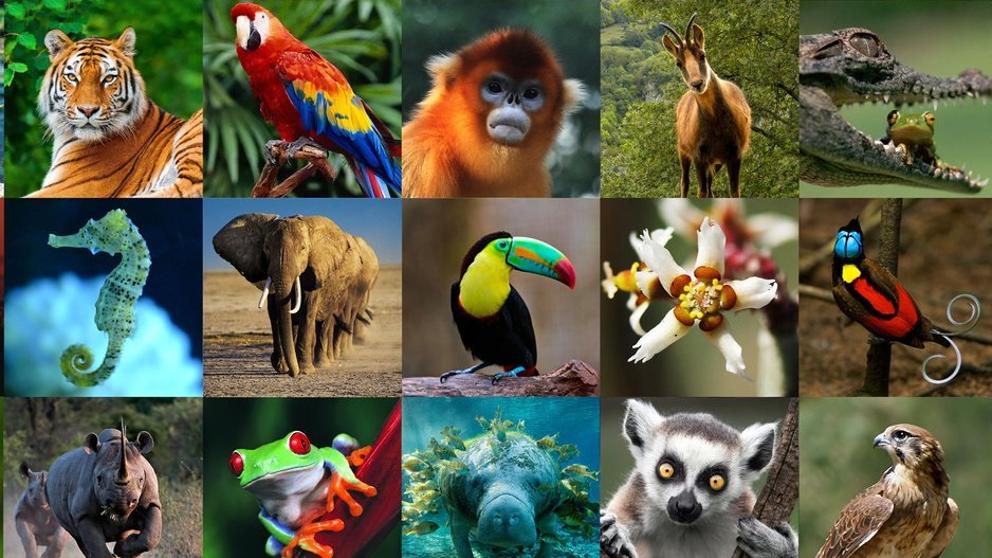Conoce por qué se celebra el Día Mundial de los Animales el 4 de octubre