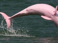 Los delfines rosados vuelven a Hong Kong gracias a restricciones por la pandemia