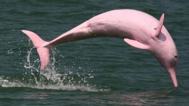 Los delfines rosados vuelven a Hong Kong gracias a restricciones por la pandemia