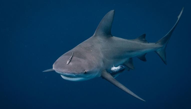 Una aleta de tiburón y sangre alrededor del sitio fue lo que vio momentos después que su cónyuge entro al agua