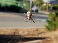 Una araña tejedora orbe fue la responsable de entrelazar los hilos del peculiar trabajo que generó conmoción en las redes