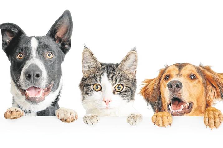 Por estas razones es importante tener una mascota durante el confinamiento