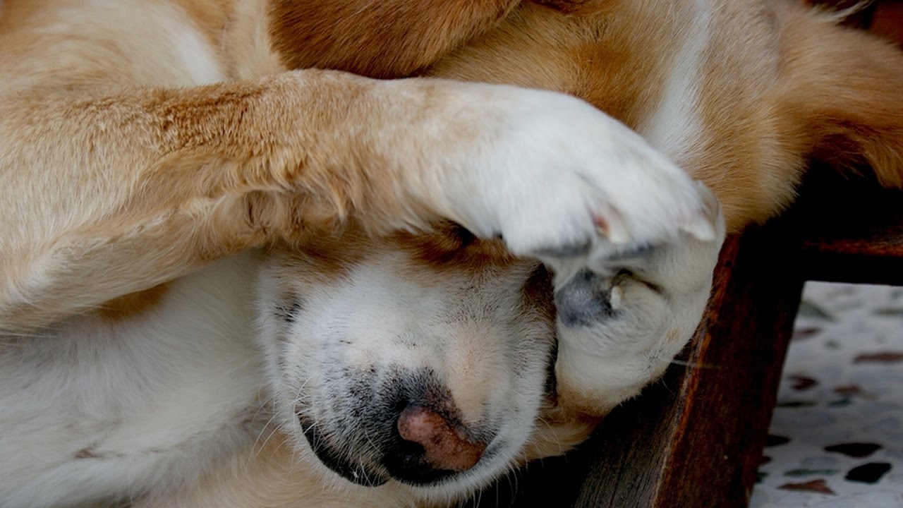 Mira cómo este cachorro se esconde en lugares extraños