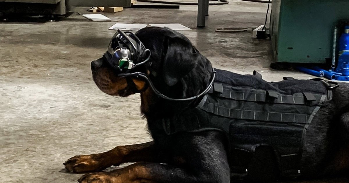 Por estas razones los perros militares de EEUU llevarán gafas