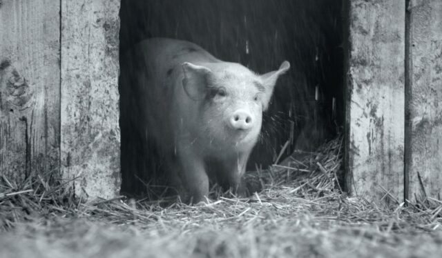 Conoce por qué el documental de un cerdo ganó un festival de cine