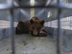 El Sumario - ¡Un final feliz para este Oso Teddy! fue Trasladado de un Zoológico a un Santuario animal