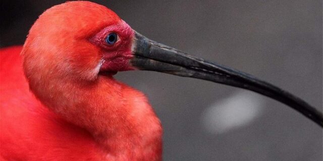 El Sumario - Investigadores Publican el mayor Catálogo genético de aves