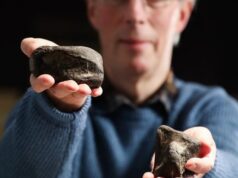 El Sumario - Irlanda: Los dos únicos huesos de dinosaurios hallados no son de la misma especie