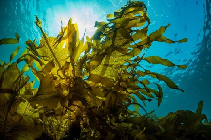 Expertos buscaban explicar cómo nuestro ecosistema marino moderno volvió a evolucionar después de tal catástrofe