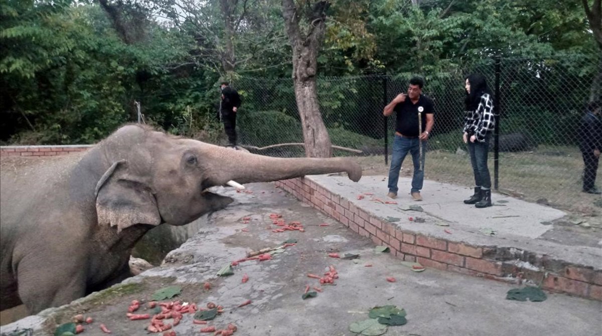 El Sumario - Elefante protegido por Cher viaja rumbo a la libertad