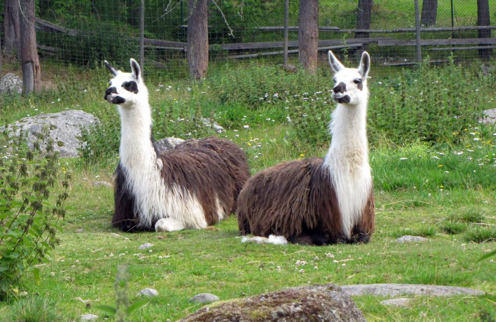 Anticuerpos de las llamas podrían ser tratamiento efectivo del Covid-19