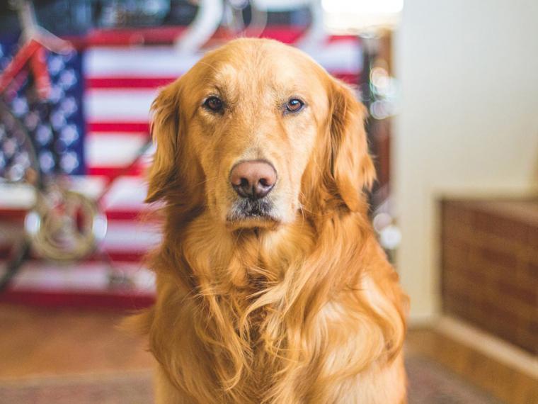 Conoce cómo un Golden Retriever se convirtió en el mejor amigo de unas gallinas