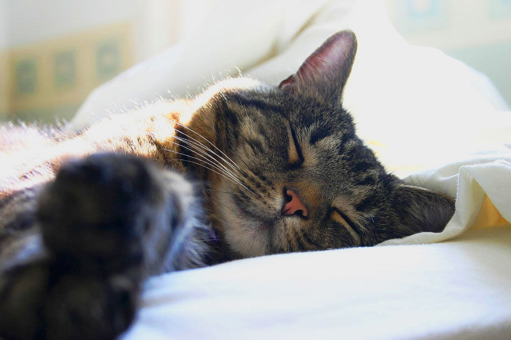 Mira cómo esta niña de cuatro años cuida de sus gatitos