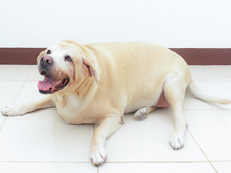 Sobrealimentar a los perros representa un peligro para su salud