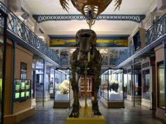 Museo de París pide donativos para restaurar un esqueleto de mamut