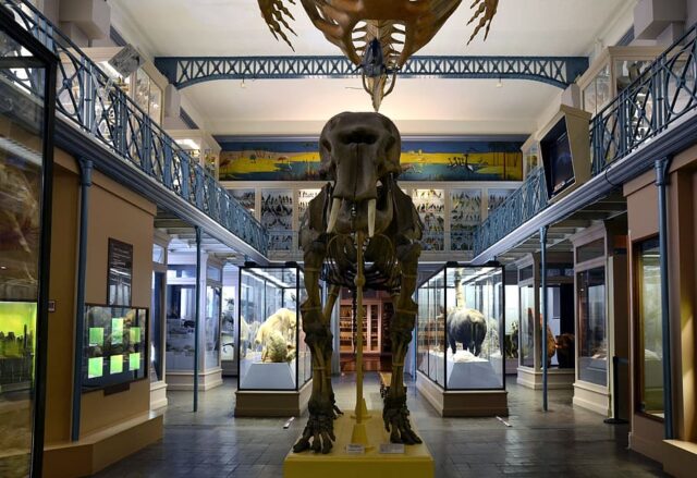 Museo de París pide donativos para restaurar un esqueleto de mamut