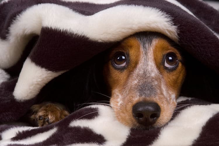 El Sumario - Conoce estos Consejos para que a las Mascotas no les afecten tanto los Fuegos Artificiales