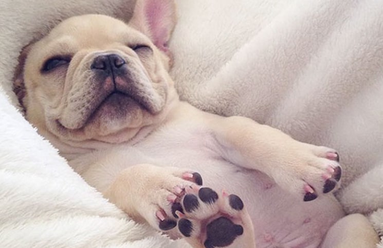 El Sumario - Mira la divertida manera en la que un bulldog decide descansar
