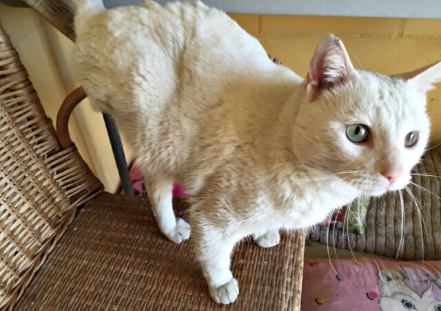 El Sumario - Un gato de tres patas protagoniza la portada del calendario Cats Protection