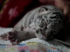 El Sumario - Nace por primera vez un Tigre Blanco de Bengala en un zoológico de Nicaragua