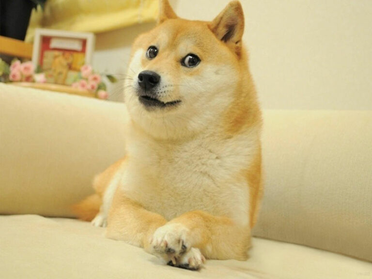 Balltze, el perro que se hizo famoso gracias a los memes, celebró sus 10 años