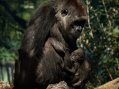 El Sumario – Gorilas de un zoológico en EE.UU. dieron positivo por Covid-19