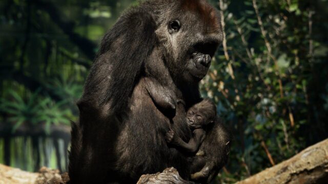 El Sumario – Gorilas de un zoológico en EE.UU. dieron positivo por Covid-19
