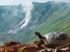 El Sumario - Ecuador realizará un censo sobre la población de tortugas gigantes de Galápagos