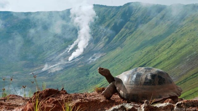 El Sumario - Ecuador realizará un censo sobre la población de tortugas gigantes de Galápagos