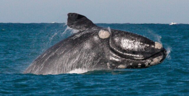 El Sumario - Avistan crías de ballena franca en la costa de Florida