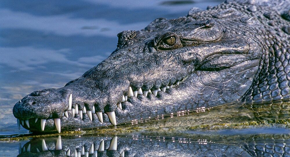 El Sumario - Revela por qué los cocodrilos cambiaron poco desde la era de los dinosaurios