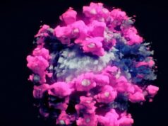 Un grupo de especialistas unen esfuerzos para mostrar las dimensiones reales del virus y que ayude a diferenciar cada parte del mismo
