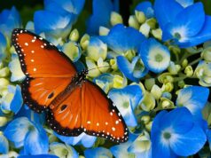 El Sumario - Descubre lo que hacen las mariposas macho después del sexo