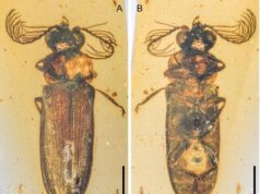 El Sumario - Hallan un escarabajo de luz de hace 100 millones de años
