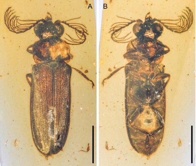 El Sumario - Hallan un escarabajo de luz de hace 100 millones de años