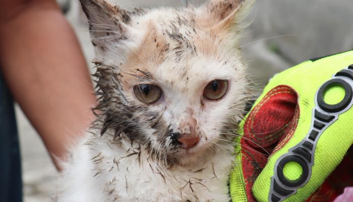 Gracias al excelente trabajo de los bomberos este felino logro volver con su dueño sano y salvo