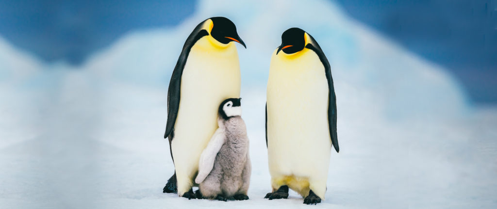¿Por qué los pingüinos no pueden volar?