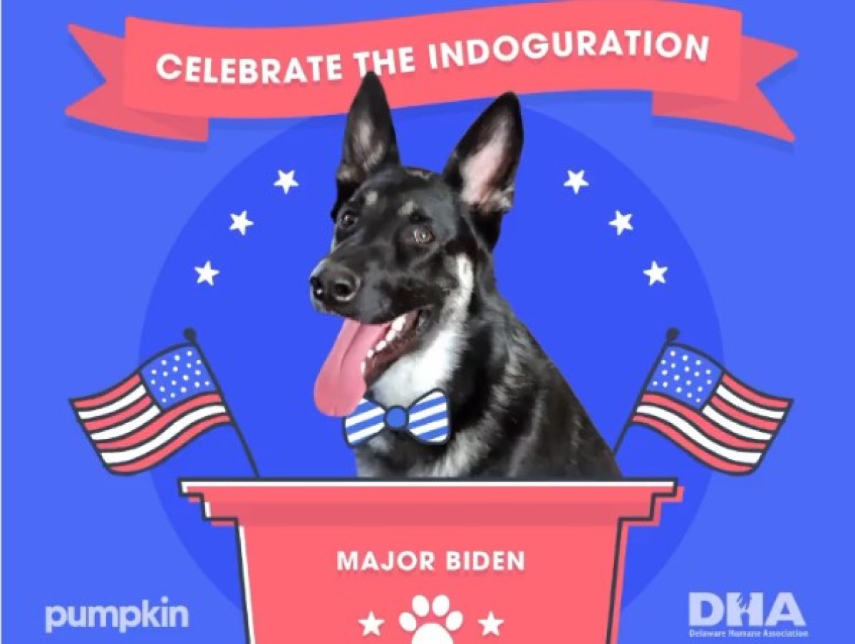 El Sumario - Major, el perro de Joe Biden, tuvo su propia "indoguration"
