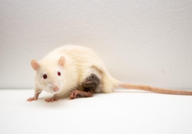 El Sumario - Los ratones recién nacidos tienen la capacidad recordar a sus madres