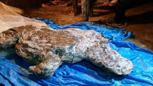 Hallaron el cuerpo intacto de un rinoceronte lanudo 